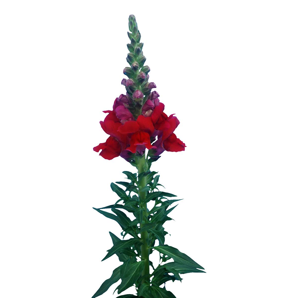 Graines de Muflier F1 Orleans Red IV - Antirrhinum majus le sachet de 20 graines environ