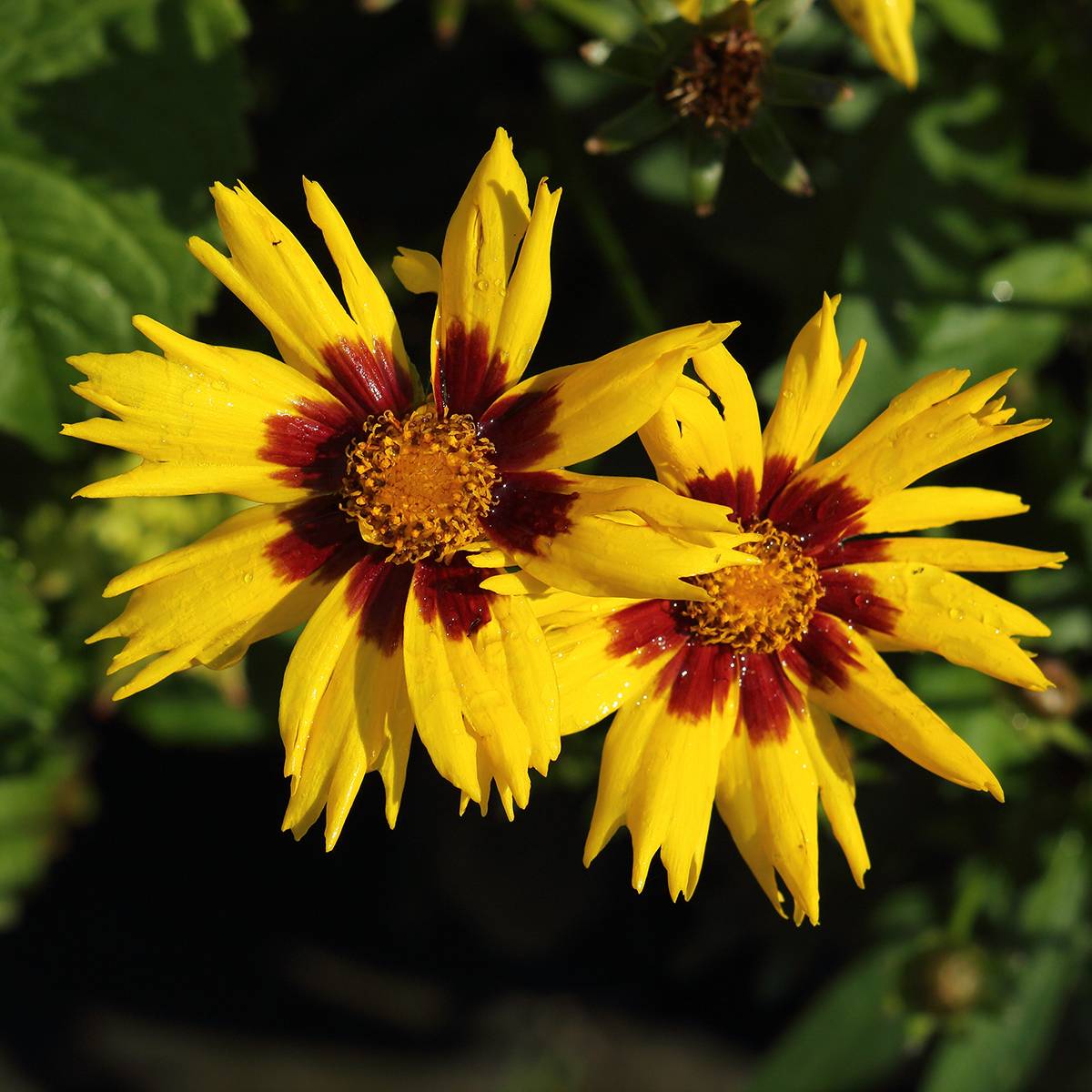 Coreopsis grandiflora Sunkiss - Coréopsis à grandes fleurs simples Godet de 8/9 cm