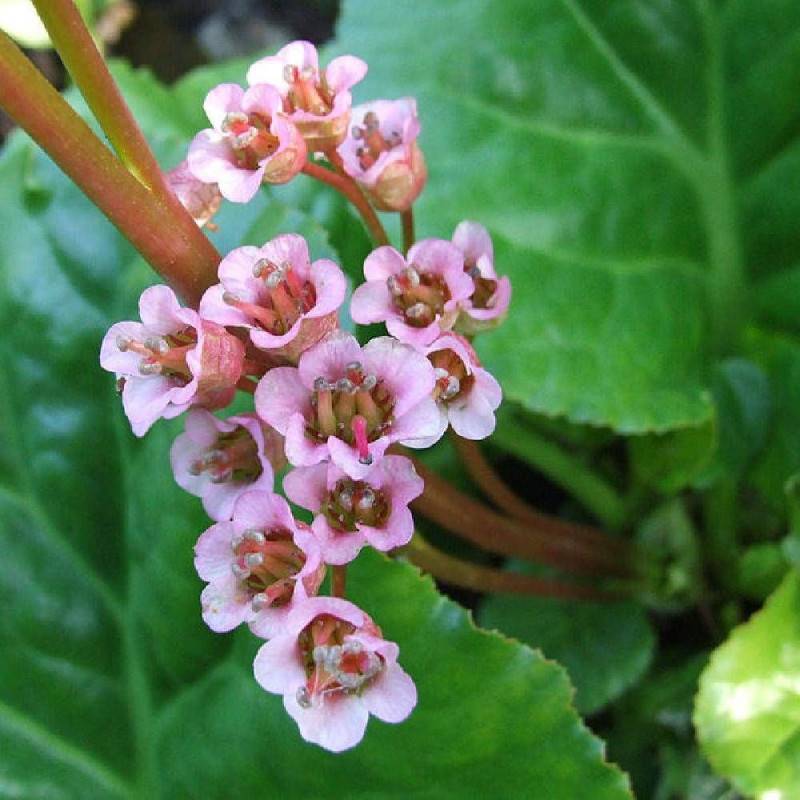 Bergénia à feuilles charnues, Bergenia crassifolia à fleurs Rose/ - feuillage Persistant - Godet - 5/20 cm - Image 1