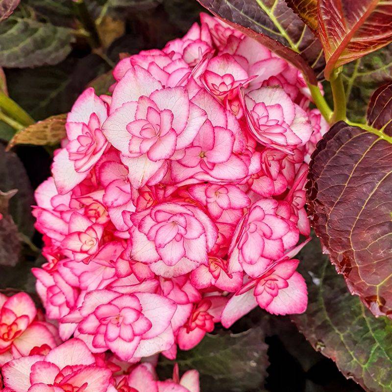 Hortensia à grandes feuilles 'Miss Saori' ® (Hydrangea macrophylla 'Miss Saori' ®) - Godet 9cm - Pépinières Naudet