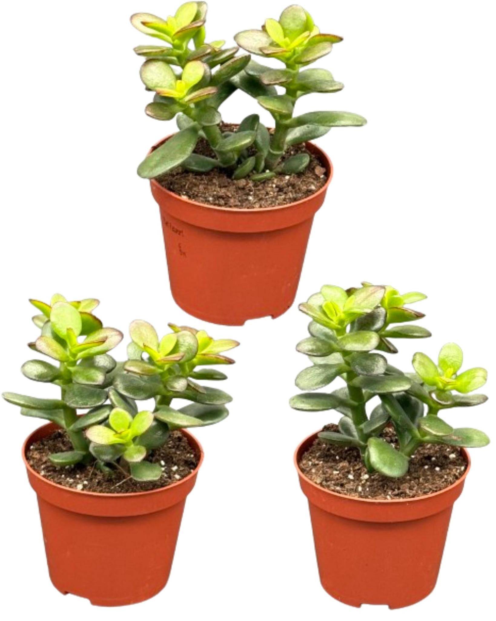 Trio de Crassula Minor - Plantes Faciles & Élégantes- La Green Touch - Image 1
