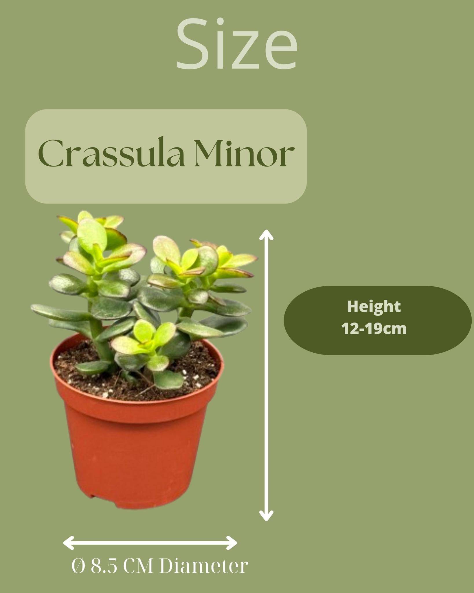 Trio de Crassula Minor - Plantes Faciles & Élégantes- La Green Touch - Image 2
