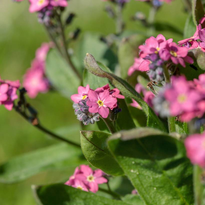 Promesse de Fleurs - Myosotis Rosylva Mini-motte Mini-motte Ø 3/4 cm, Plant vert de 3 à 5 cm de haut environ (par 5)