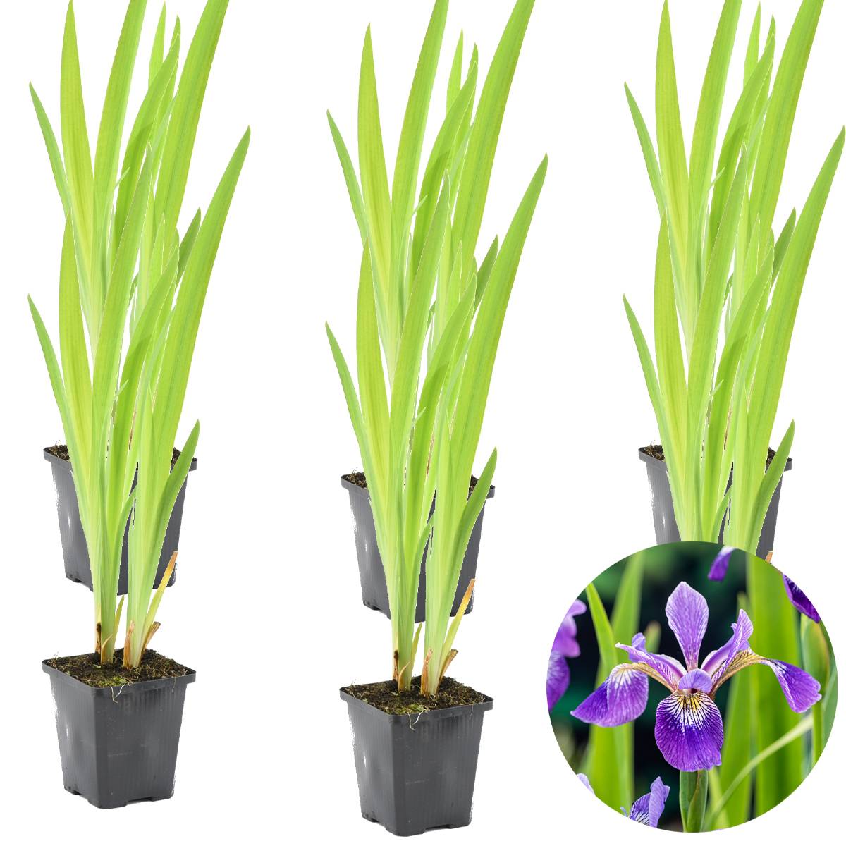 Lot de 6 - Iris Versicolor - Iris versicolore - Plantes de bassin - H. 20-30 cm - P. 9 cm - Image 1