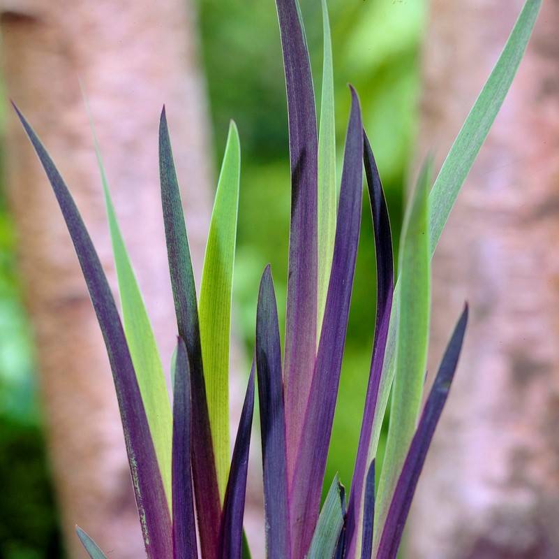 Lot de 6 - Iris Versicolor - Iris versicolore - Plantes de bassin - H. 20-30 cm - P. 9 cm - Image 4