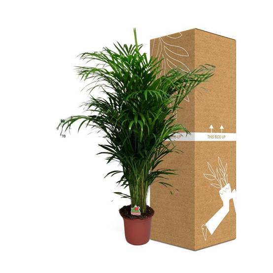 Dypsis Lutescens - D24 H125cm - Image 3