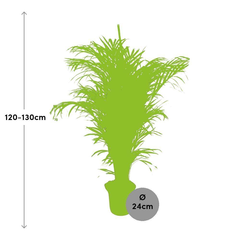 Dypsis Lutescens - D24 H125cm - Image 2