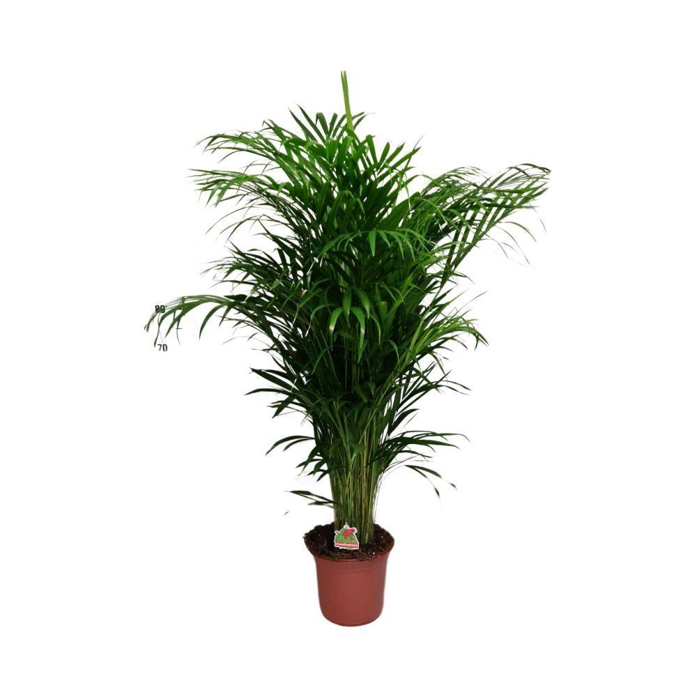 Dypsis Lutescens - D24 H125cm - Image 1