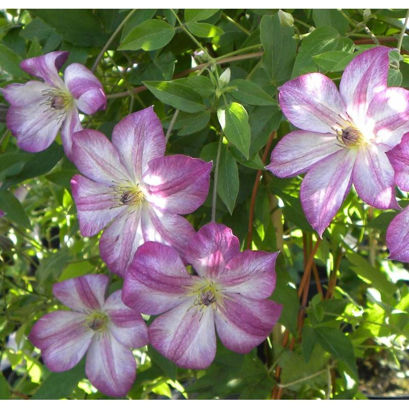 Clématite viticella Pernille® 'ZO09113' à fleurs Violette - feuillage Caduc - Pot de 2L - Tuteur bambou 60/90 cm-  hauteur à maturité De 1,50 m à 2,00 - Image 5