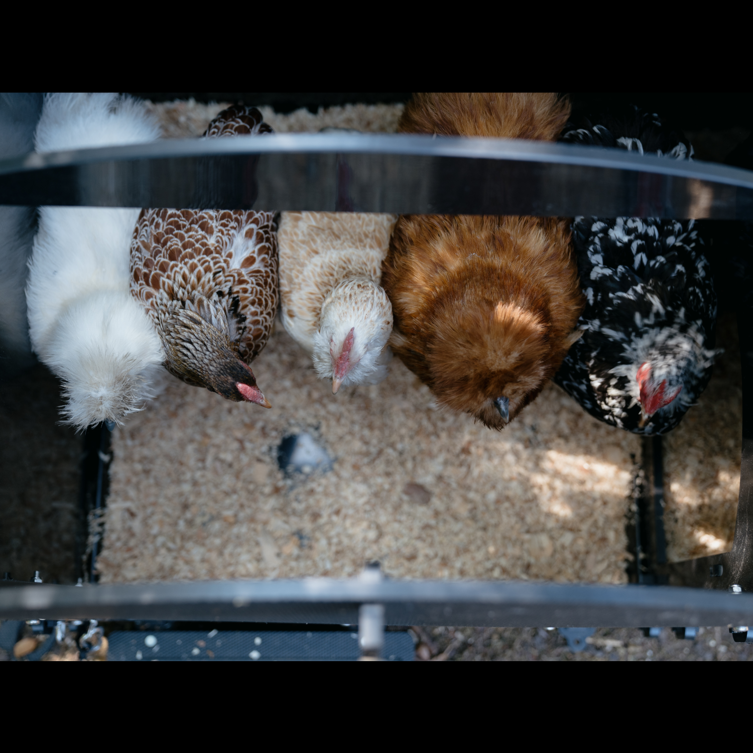 Poulailler Nestera The Penthouse Small 3 poules - Plastique recyclé - garanti 25 ans - Image 7