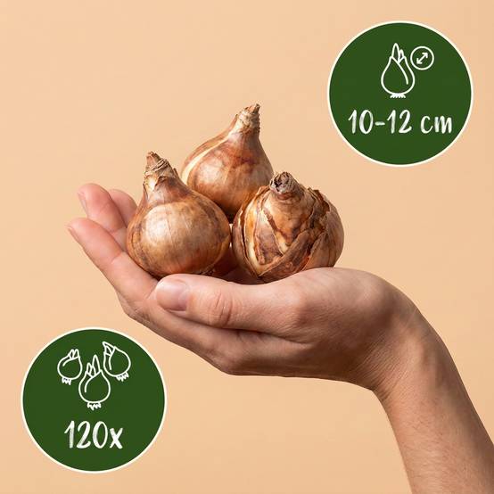 La Green Touch - Narcisse Thalia - 120 bulbes - Image 3