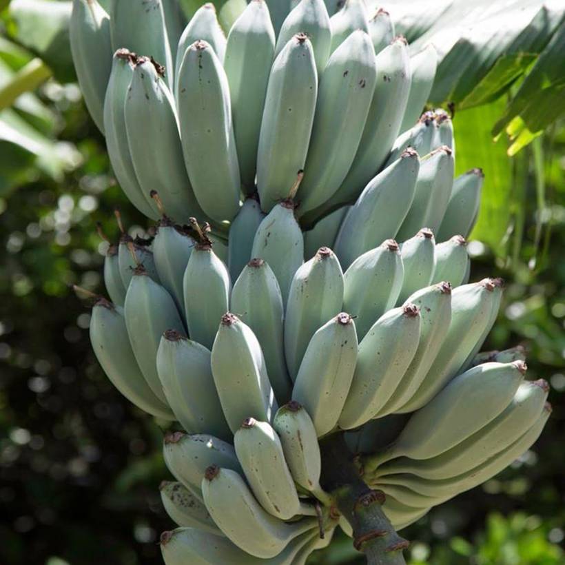 Promesse de Fleurs - Bananier - Musa acuminata Ice Cream Godet de 8/9 cm