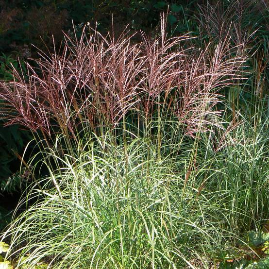 Miscanthus sinensis Ferner Osten - Roseau de Chine Godet de 8/9 cm