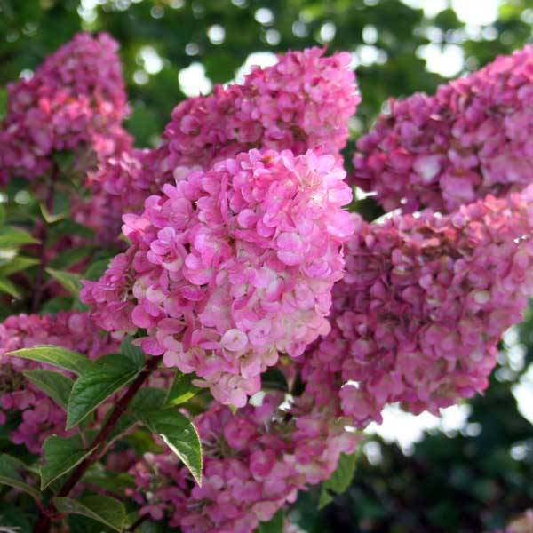 Promesse de Fleurs - Hydrangea paniculata Sundae Fraise - Hortensia paniculé rose Godet de 8/9 cm