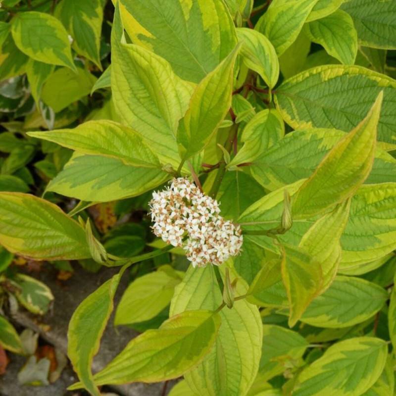 Cornouiller blanc Gauchaultii, Cornus à fleurs Blanche - feuillage Caduc - Pot de 3L - 40/60 cm-  hauteur à maturité De 1,50 m à 2,00 m - Image 1