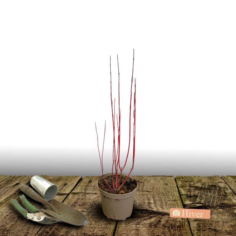 Cornouiller blanc Gauchaultii, Cornus à fleurs Blanche - feuillage Caduc - Pot de 3L - 40/60 cm-  hauteur à maturité De 1,50 m à 2,00 m - Image 2