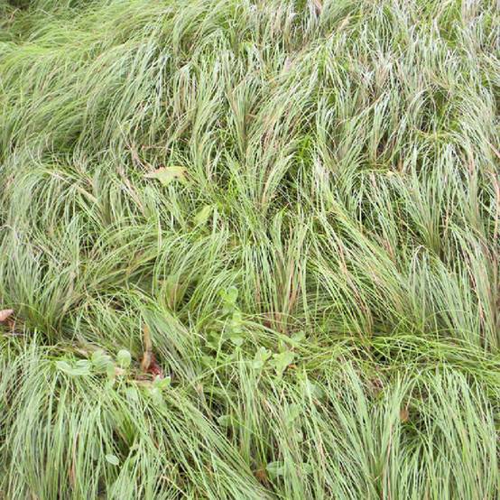 Promesse de Fleurs - Carex pensylvanica - Carex ou Laîche de Pennsylvanie Godet de 8/9 cm