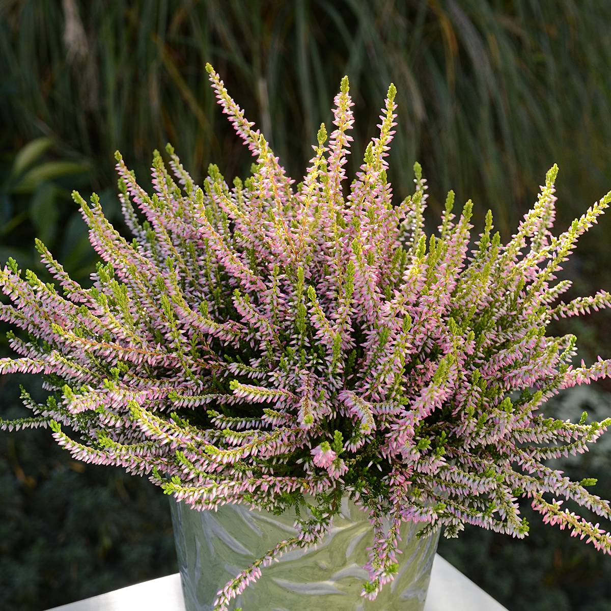 Bruyère d'été - Calluna vulgaris Theresa Godet de 8/9 cm