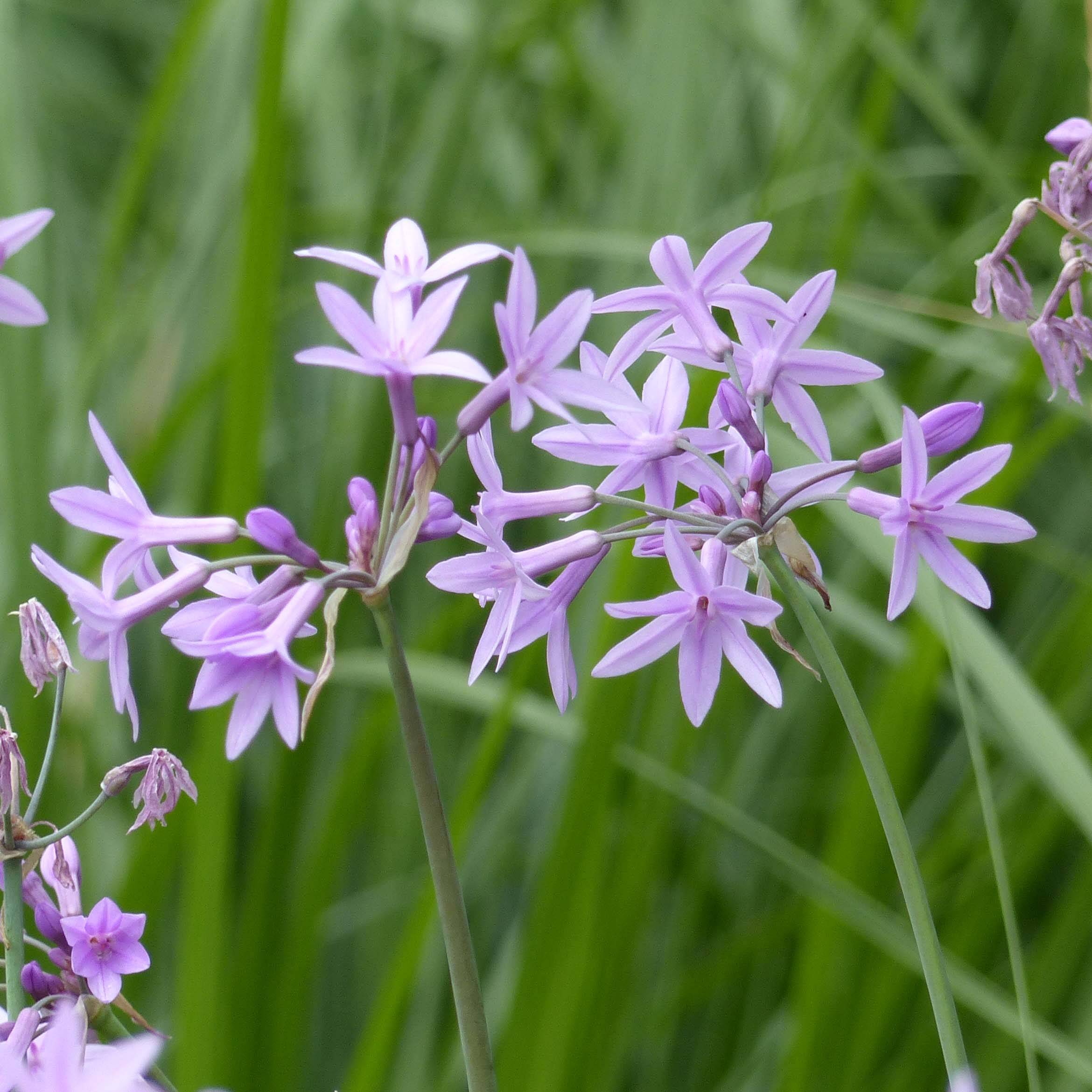 Tulbaghia violacea - Tulbaghie Godet de 8/9 cm