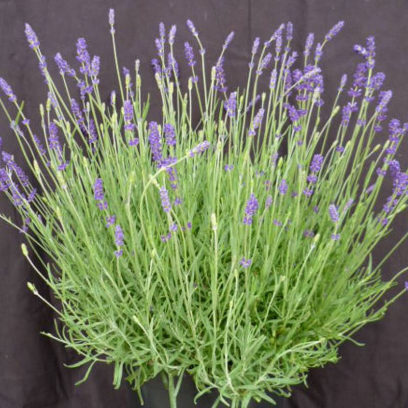 Lavande Twickel Purple à fleurs Bleue - feuillage Persistant - Pot de 3L - 20/40 cm-  hauteur à maturité De 0,50 m à 1,00 m - Image 1