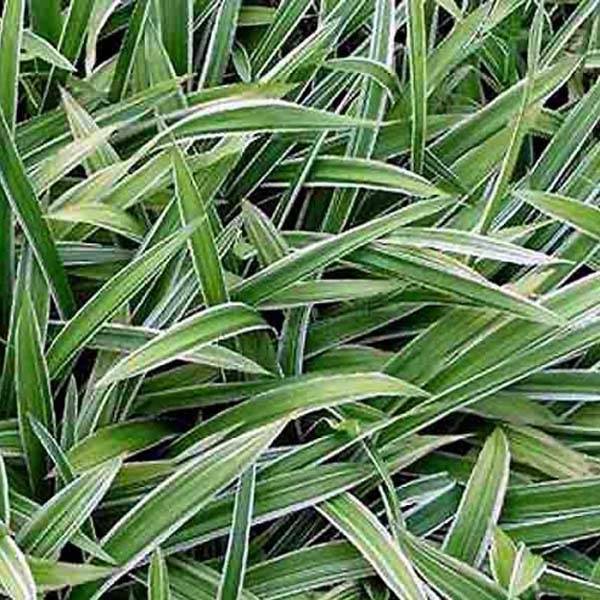 Promesse de Fleurs - Carex siderosticta Variegata - Laîche Pot de 1L/1,5L