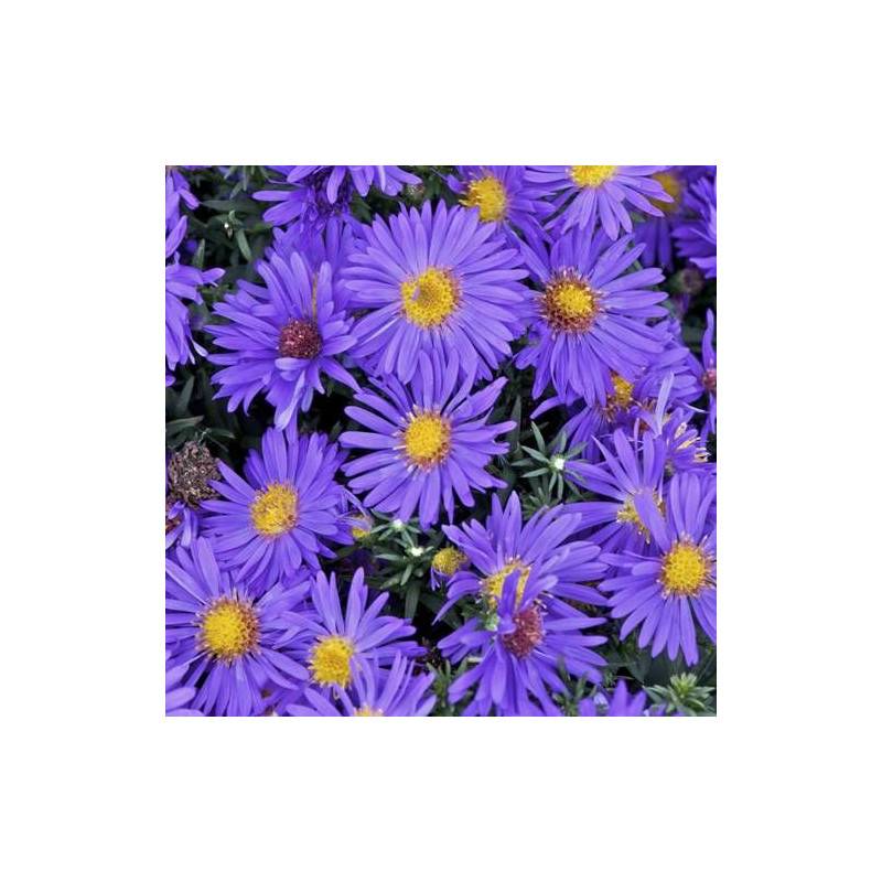 Aster d'automne Blue Alpis, Aster dumosus à fleurs Bleue - feuillage Caduc - Godet - 5/20 cm-  hauteur à maturité De 0,50 m à 1,00 m - Image 5