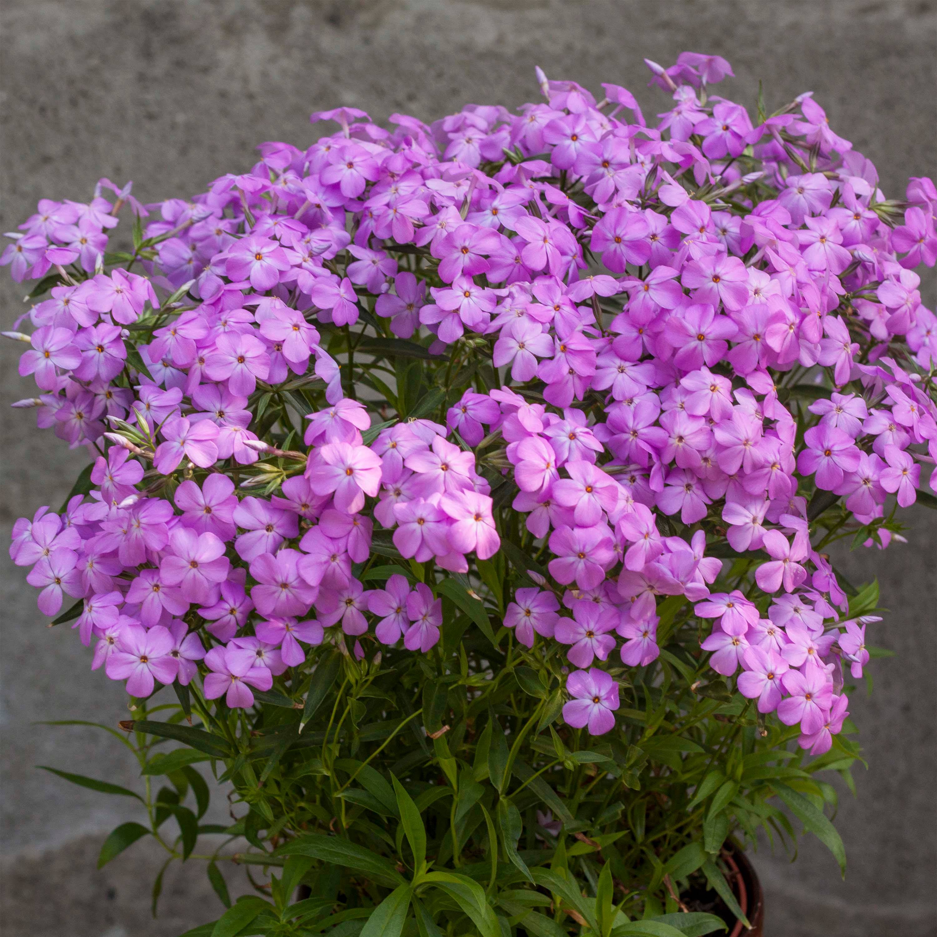 Promesse de Fleurs - Phlox hybride Forever Pink - Phlox nain Godet de 8/9 cm