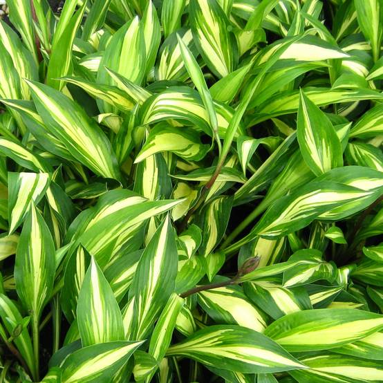 Promesse de Fleurs - Hosta Cherry Berry Godet de 8/9 cm