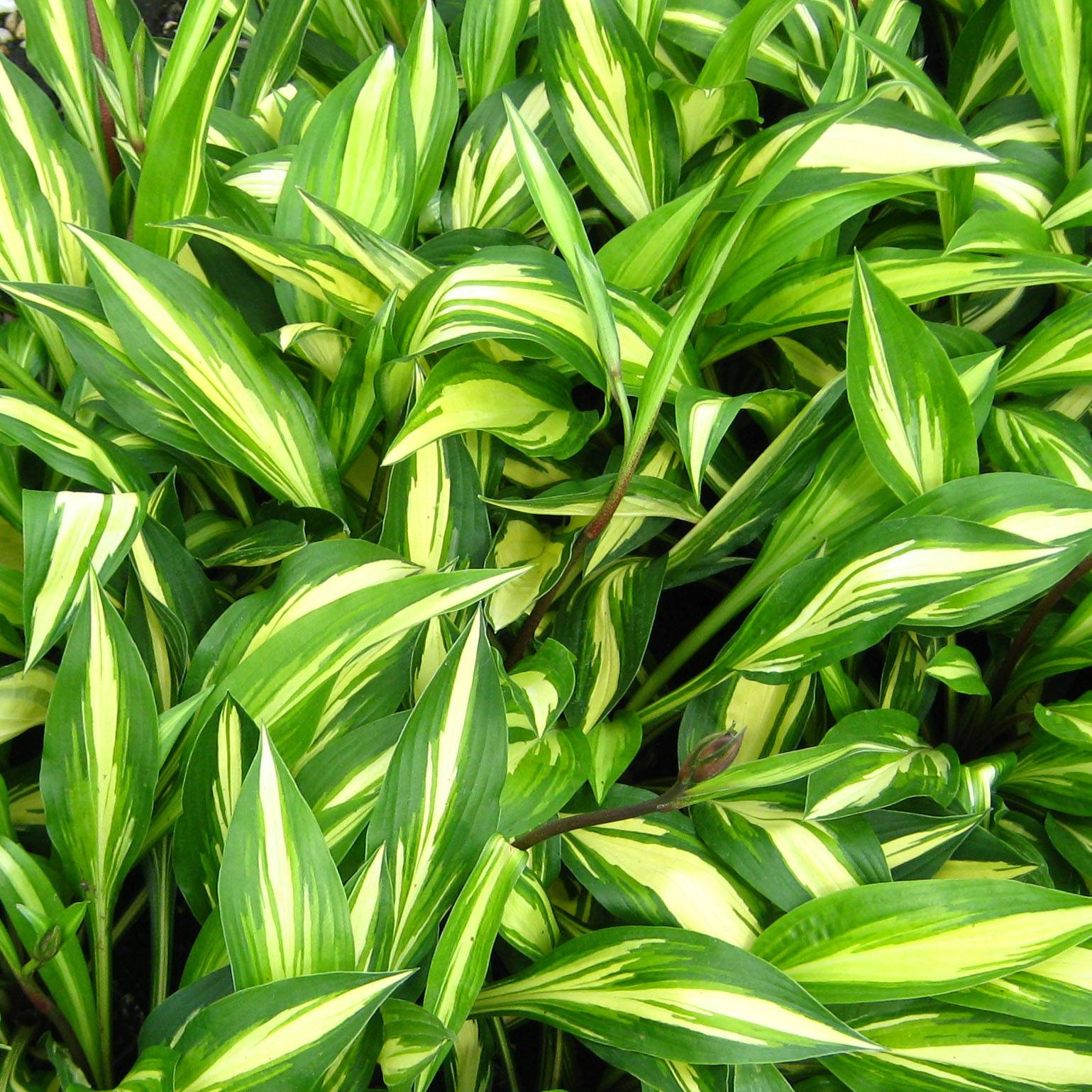 Promesse de Fleurs - Hosta Cherry Berry Godet de 8/9 cm