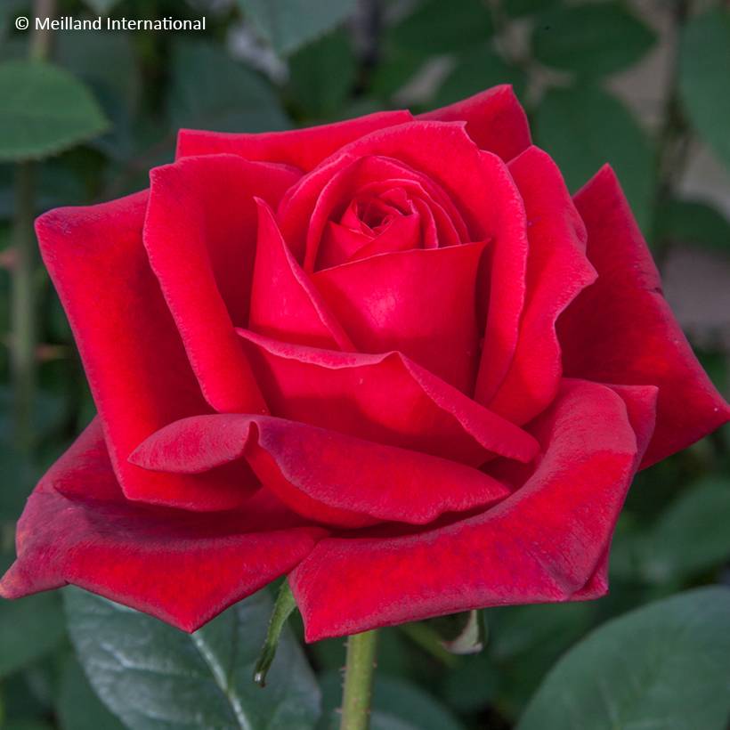 Promesse de Fleurs - Rosier à grandes fleurs Jubilé Papa Meilland Racines nues en motte