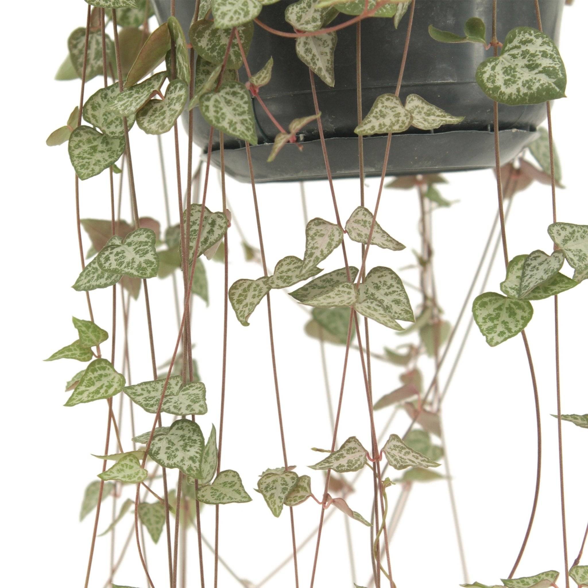 Ceropegia Woodii Ssp.woodii - D14 H50cm - Image 1