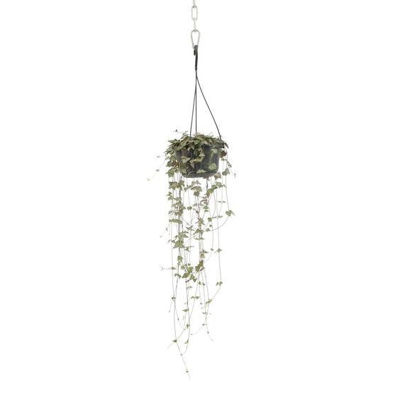 Ceropegia Woodii Ssp.woodii - D14 H50cm - Image 4