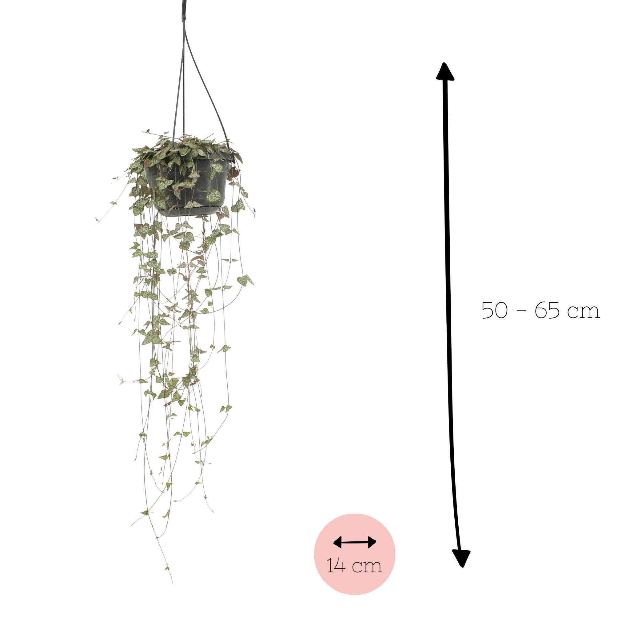Ceropegia Woodii Ssp.woodii - D14 H50cm - Image 2
