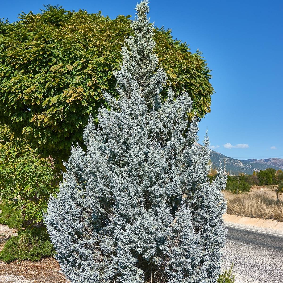 Genévrier - Juniperus scopulorum Moonglow Pot de 2L/3L - Image 1