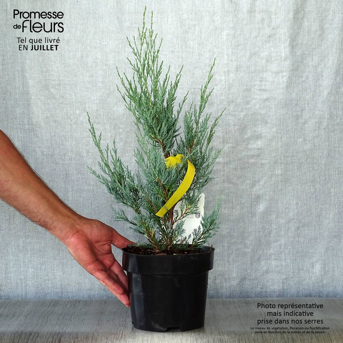 Genévrier - Juniperus scopulorum Moonglow Pot de 2L/3L - Image 2