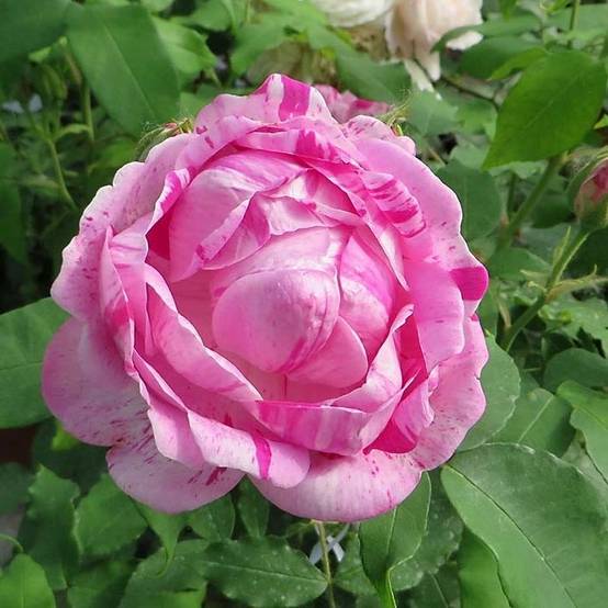 Promesse de Fleurs - Rosier ancien Gros Provins Panaché Pot de 4L/5L