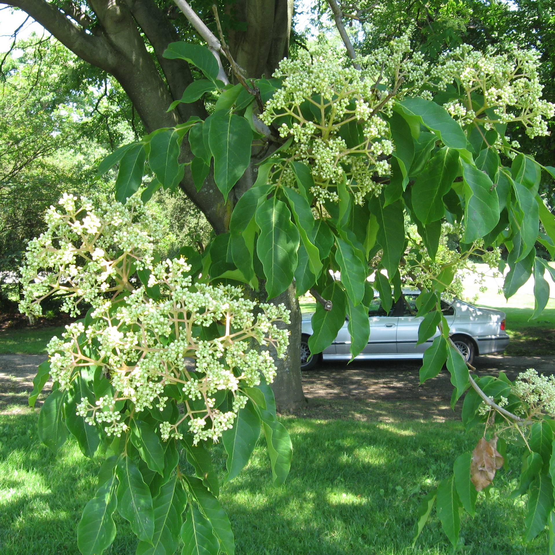Euodia danielii - Arbre à miel Pot de 2L/3L