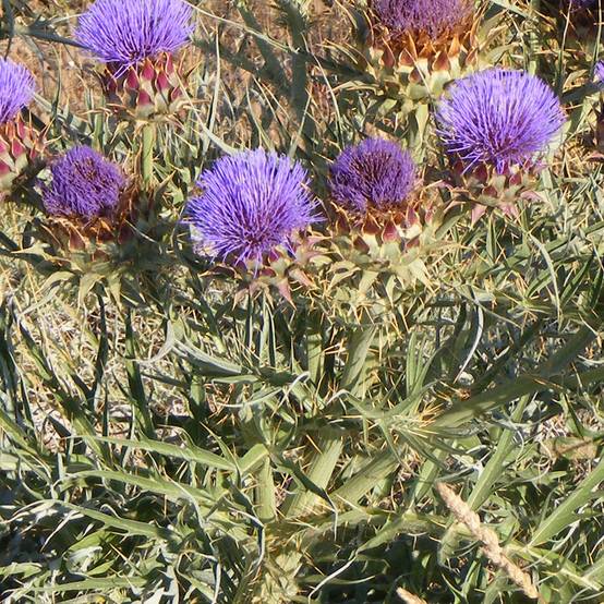 Promesse de Fleurs - Cardon rouge d'Alger - Cynara cardunculus le sachet de 50 graines environ (2g)