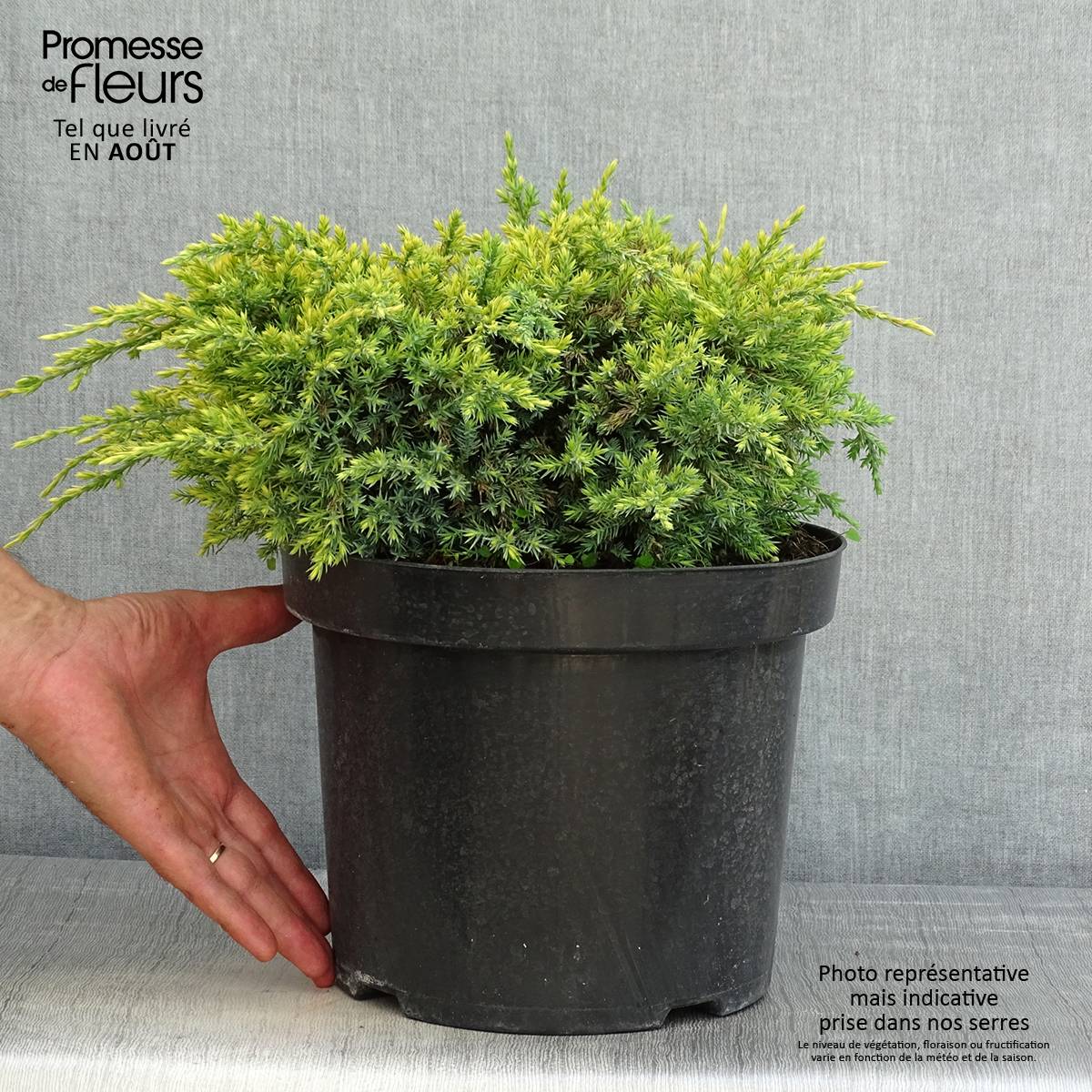 Promesse de Fleurs - Genévrier écailleux - Juniperus squamata Dream Joy Pot de 7,5L/10L - Image 2