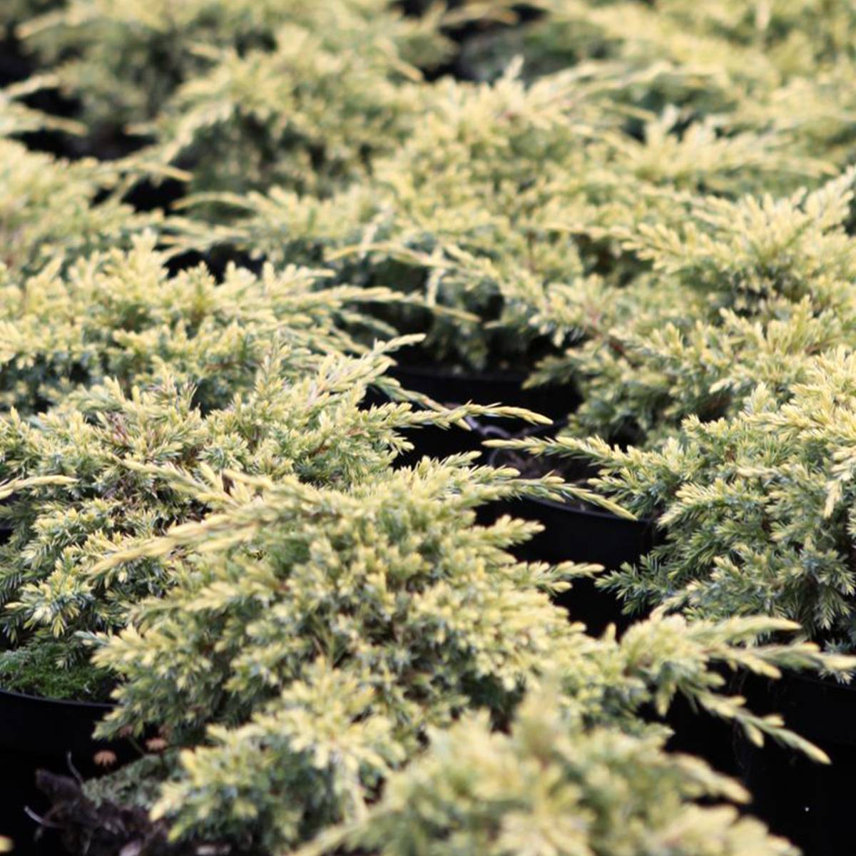 Promesse de Fleurs - Genévrier écailleux - Juniperus squamata Dream Joy Pot de 7,5L/10L - Image 1
