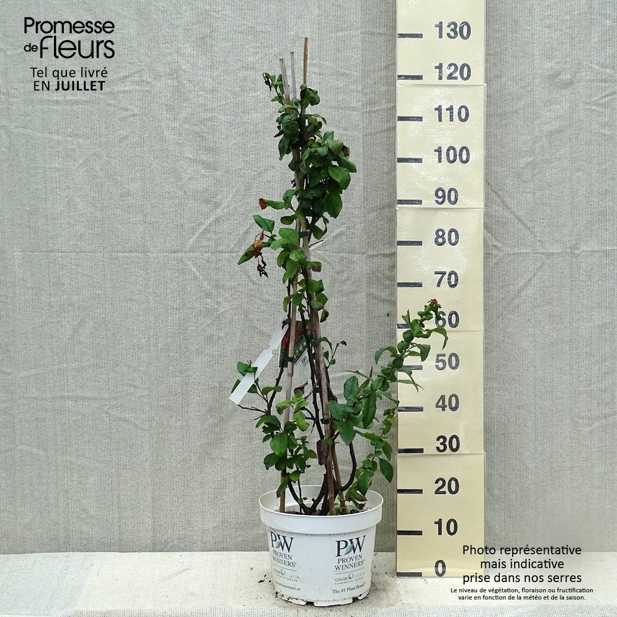 Promesse de Fleurs - Cognassier du Japon - Chaenomeles speciosa Mango Storm Pot de 7,5L/10L - Image 2
