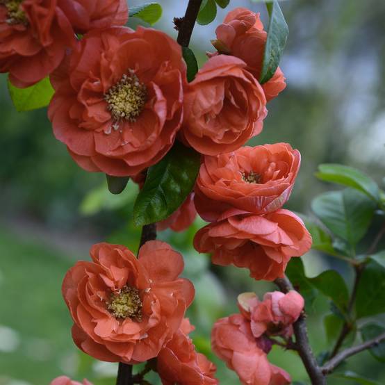 Promesse de Fleurs - Cognassier du Japon - Chaenomeles speciosa Mango Storm Pot de 7,5L/10L - Image 1