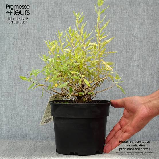 Promesse de Fleurs - Caryopteris Worcester Gold - Spirée bleue, Barbe-bleue Pot de 2L/3L - Image 2