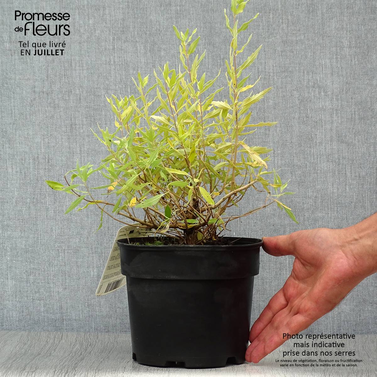 Promesse de Fleurs - Caryopteris Worcester Gold - Spirée bleue, Barbe-bleue Pot de 2L/3L - Image 2