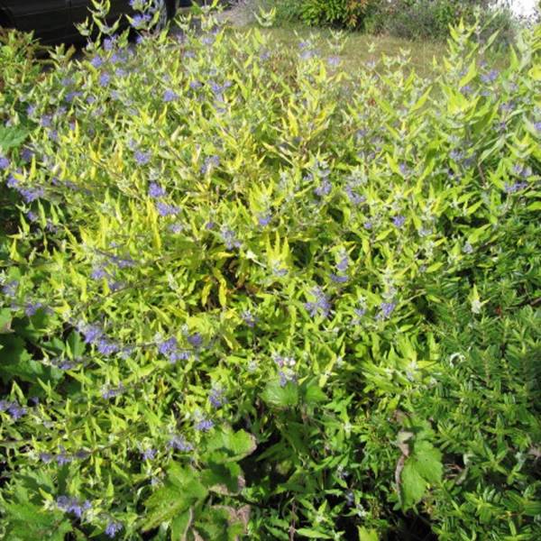 Promesse de Fleurs - Caryopteris Worcester Gold - Spirée bleue, Barbe-bleue Pot de 2L/3L