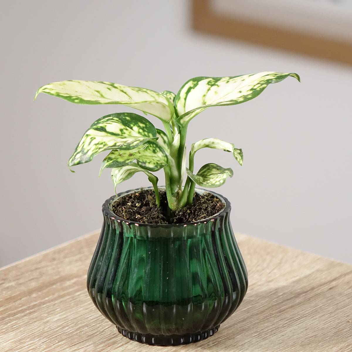 Promesse de Fleurs - Aglaonema Snowflake Mini-plante
