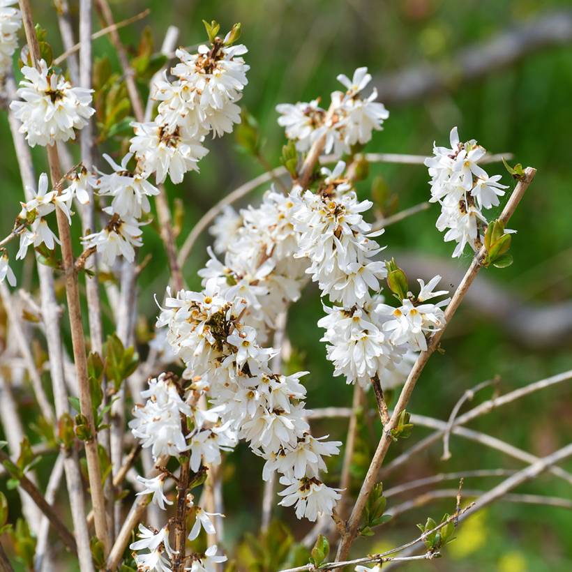 Forsythia blanc de Corée, Abeliophyllum distichum Pot de 2L/3L - Image 1