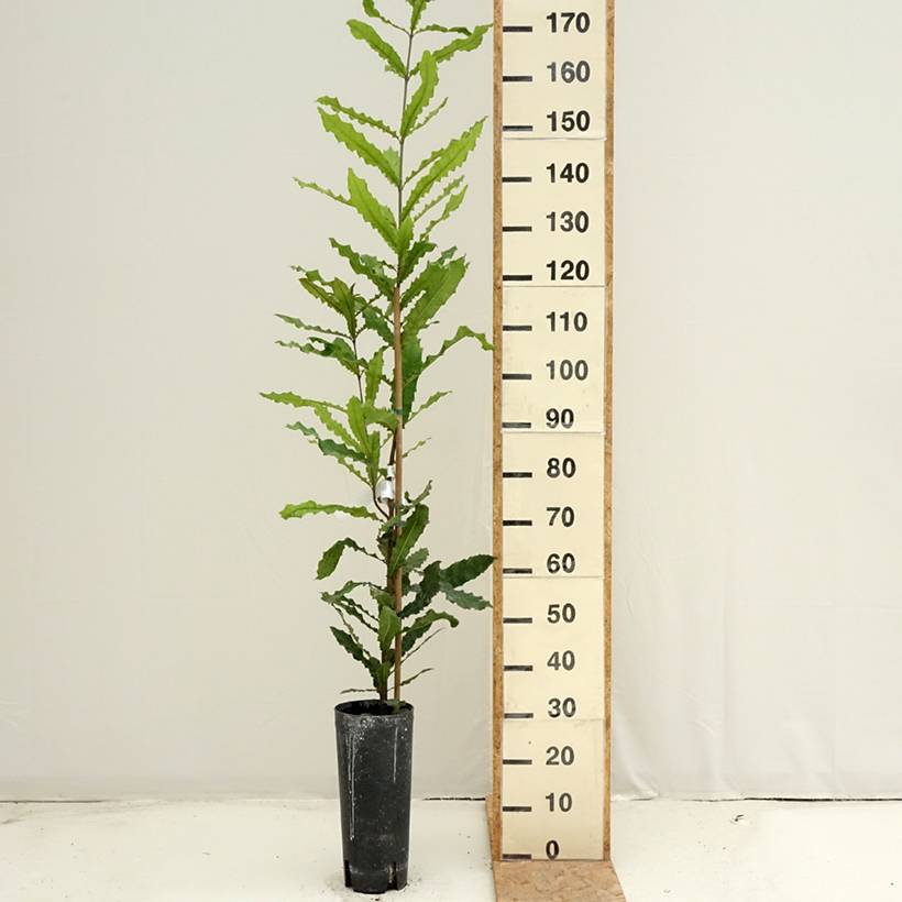 Promesse de Fleurs - Macadamia integrifolia - Noix de Macadamia Pot de 4L/5L - Image 2