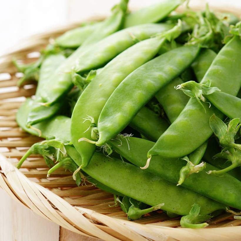 Pois demi-ramant Normand mangetout - Pisum sativum le sachet de 250-350 graines environ (100g)
