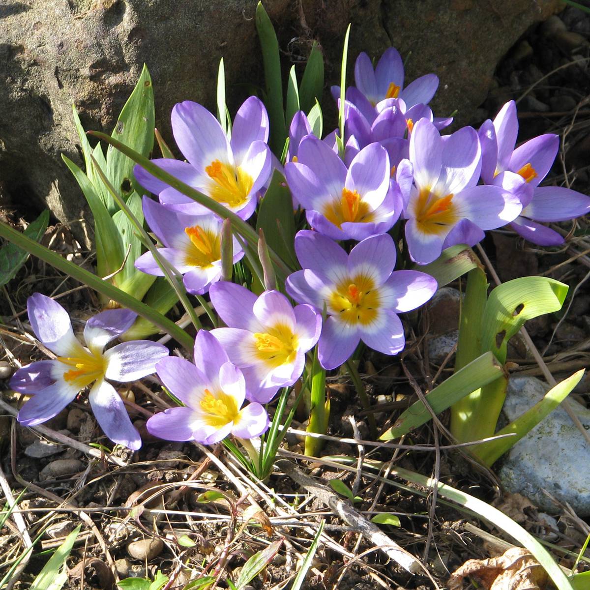 Promesse de Fleurs - Crocus sieberi Tricolor Bulbe calibre 6+ (par 25)